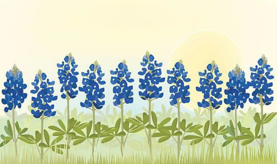 Artwork painting of Texas bluebonnets